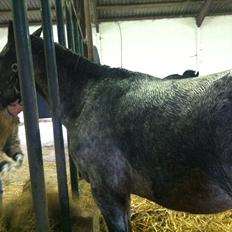 Anden særlig race Milo ( tilridning)