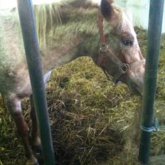 Anden særlig race Cocio ( tilridning)