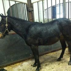 Anden særlig race Anakin ( tilridning)