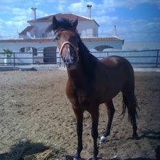 Pura Raza Española Altanero CXXXVII