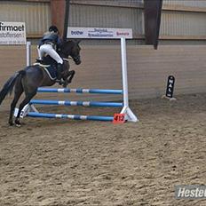 Welsh Cob (sec D) Vlietstede Brilliant Idris