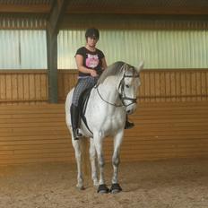 Dansk Varmblod Landagergårds Cafir [Tidligere part]