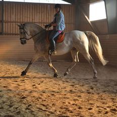 Dansk Varmblod Landagergårds Cafir [Tidligere part]