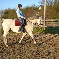 Dansk Varmblod Landagergårds Cafir [Tidligere part]