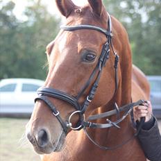 Dansk Varmblod Kamilla Bramdal
