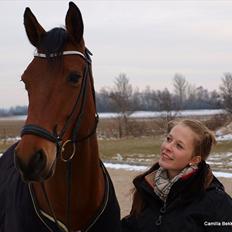 Dansk Varmblod Fældgårdens Dia-Lou
