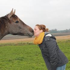 Anden særlig race SG Dusty Dakota