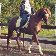 Dansk Varmblod DonnarinaF