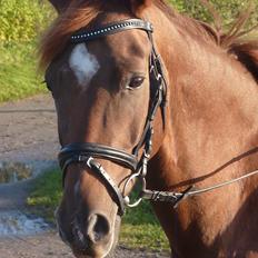 Dansk Varmblod DonnarinaF