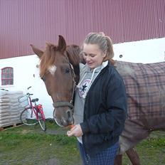 Dansk Varmblod DonnarinaF