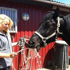 Merens de Cheval Nomeo Degamas