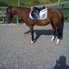 Welsh Pony (sec B) Bjerregårds Tyfon