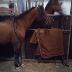 Welsh Pony (sec B) Bjerregårds Tyfon