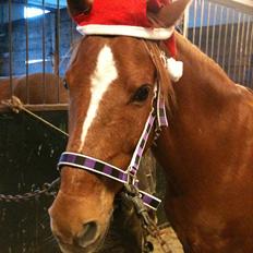 Anden særlig race Elliot 