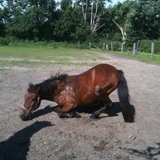 Anden særlig race Lulu