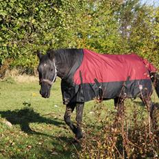 Anden særlig race stald Handbergs lugana
