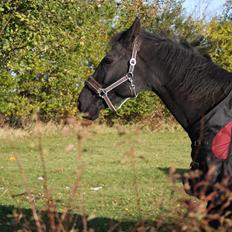 Anden særlig race stald Handbergs lugana