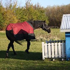 Anden særlig race stald Handbergs lugana