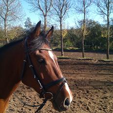 DSP Røgild´s Balian