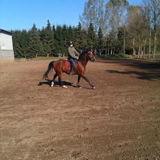 DSP Røgild´s Balian