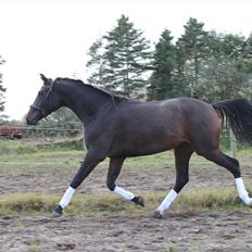 Dansk Varmblod Pindborgens Bianca - solgt