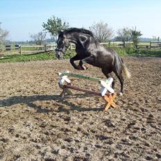 Anden særlig race  flik flak