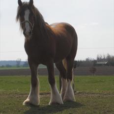 Tinker Lehmanns Lotus