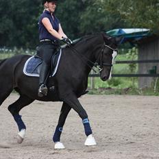 Dansk Varmblod Kastaniegården Charleston