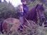 Dartmoor Flicka - Dejlig dag <3