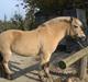 Fjordhest Aggebodal s silja himmelhest