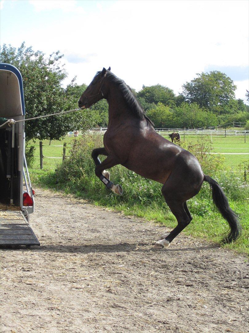 Holstener Prior's Hubert *ENGEL* <3 R.I.P 04-10-2012 - Nr. 5 - Hubert som vilshest <3 billede 4