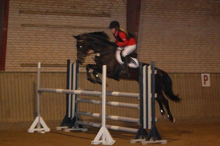Zangersheide Gina Alfarvad Z Solgt d. 24/11-2012 billede 16