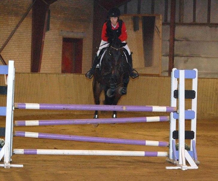 Zangersheide Gina Alfarvad Z Solgt d. 24/11-2012 billede 17