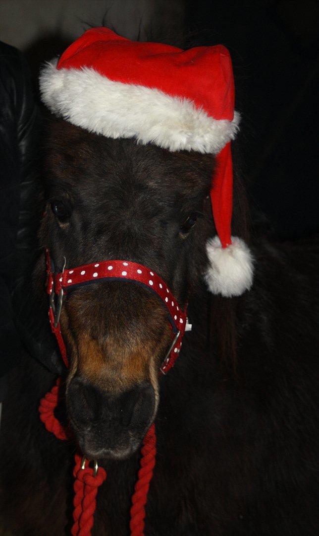 Islænder Blanding |Solvang's Bello<3 [Miss you] - Merry Chrismas! :D  billede 14