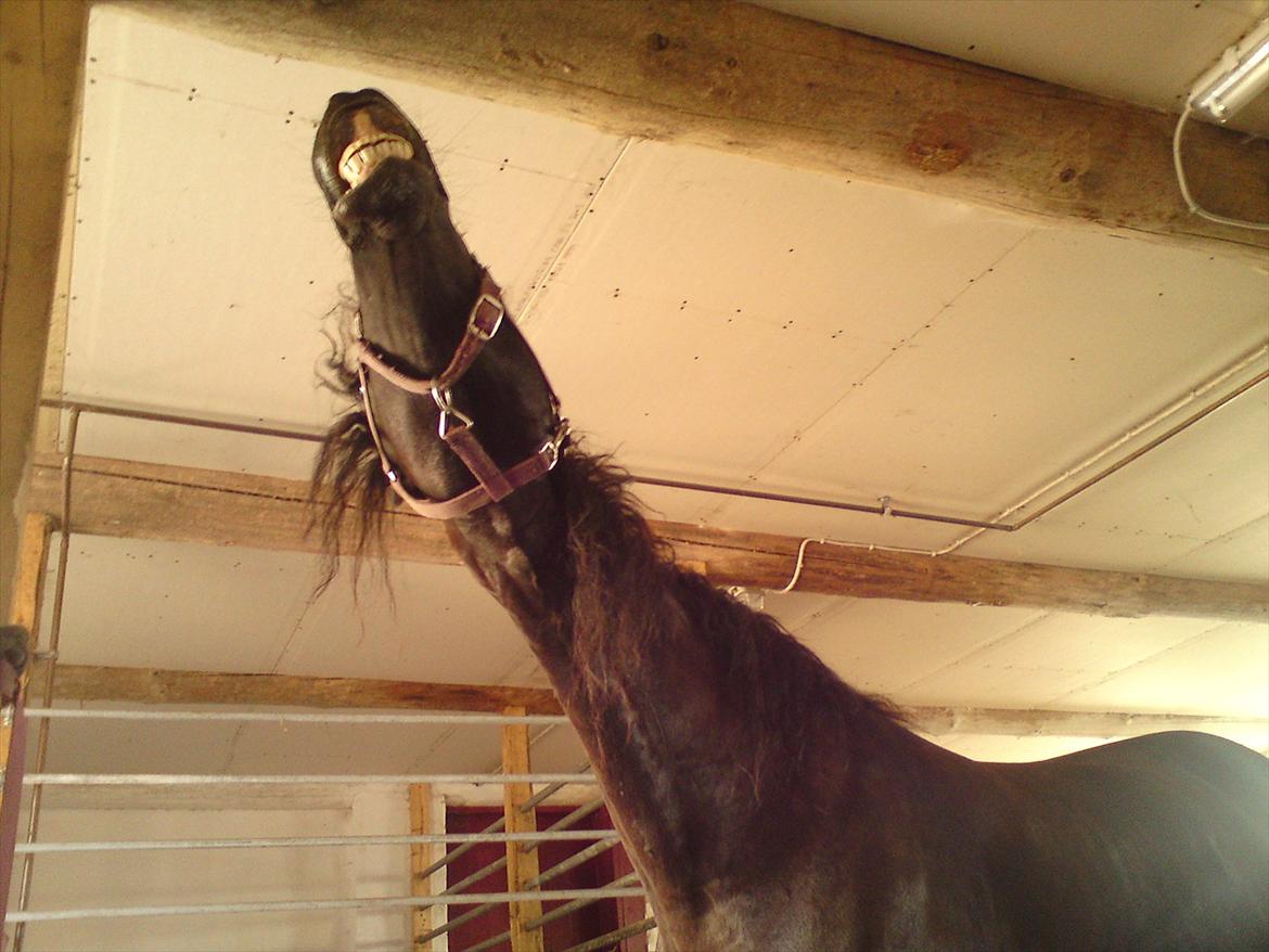 Frieser Kashmir Toustrup - tossede bassedreng :*  billede 9