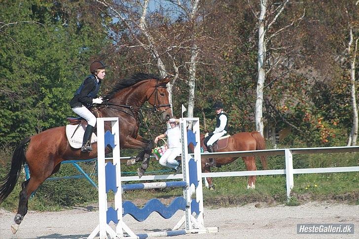 Anden særlig race Lady - spring på HUR 90cm
foto: Sofie billede 4