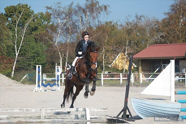 Anden særlig race Lady - spring på HUR 90cm
foto: Sofie billede 6