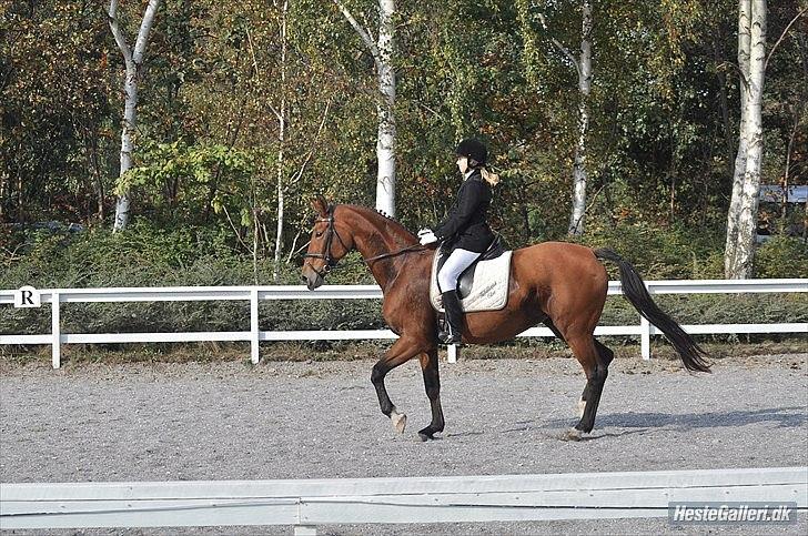 Anden særlig race Lady - dressur på HUR  LC-2 
psyko foto billede 9