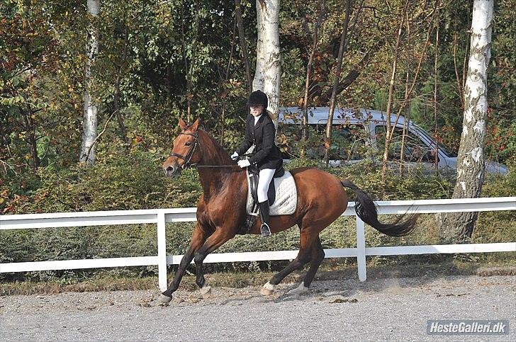 Anden særlig race Lady - dressur på HUR  LC-2 
psyko foto billede 10