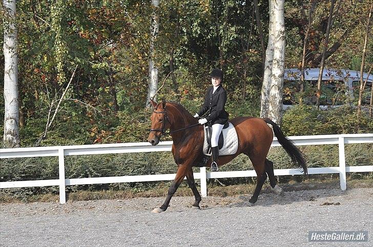 Anden særlig race Lady - dressur på HUR  LC-2 
psyko foto billede 11