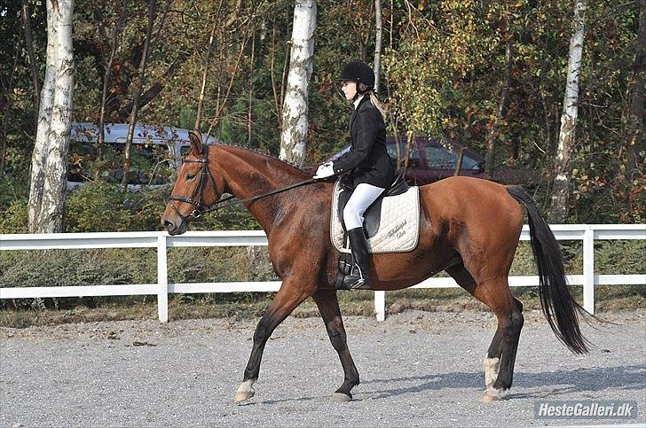 Anden særlig race Lady - dressur på HUR  LC-2 
psyko foto billede 12