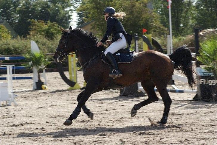 Dansk Varmblod | Cayenne - *17* LA i Glamsbjerg. Foto: Line Andersen billede 17