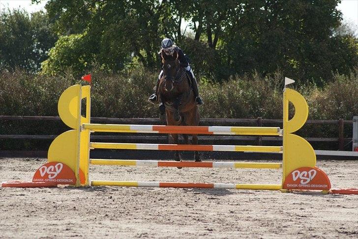 Dansk Varmblod | Cayenne - *18* LA i Glamsbjerg. Foto: Line Andersen billede 18