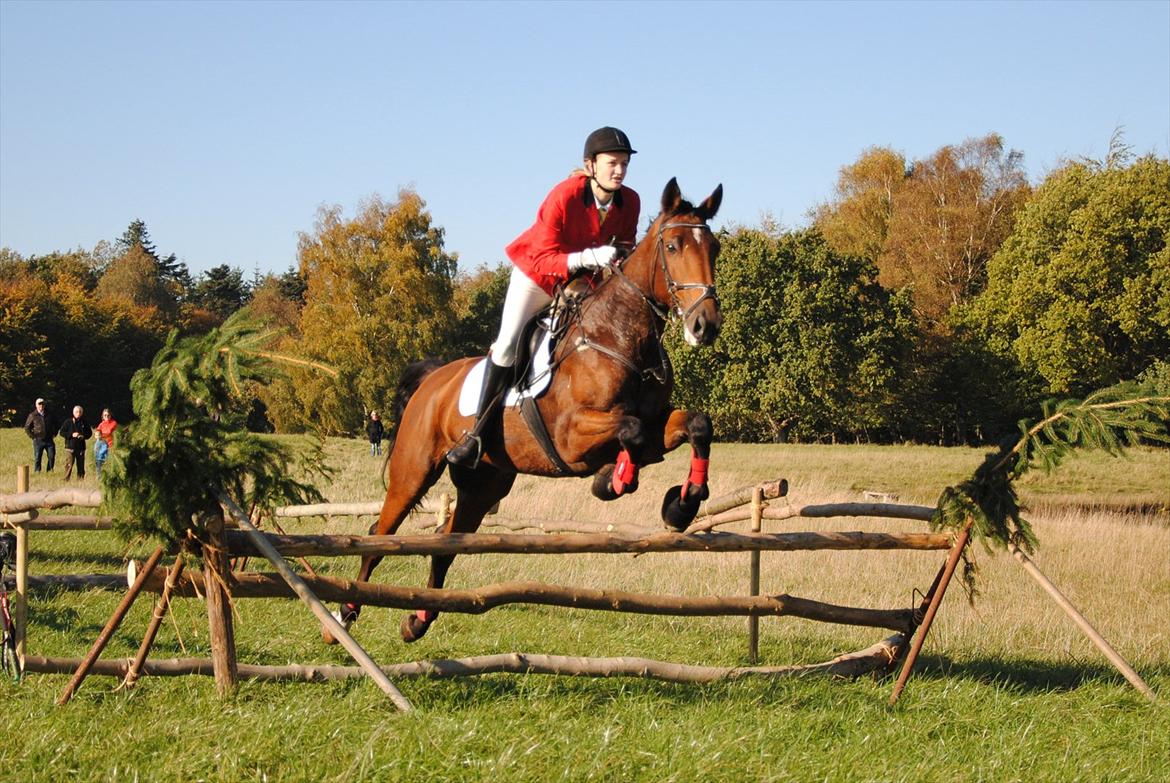 Holstener Møldams Columbus - Fårefold på jagten ved hindsgavl 16. oktober 2011 :) foto - Kathrine Frosted billede 13