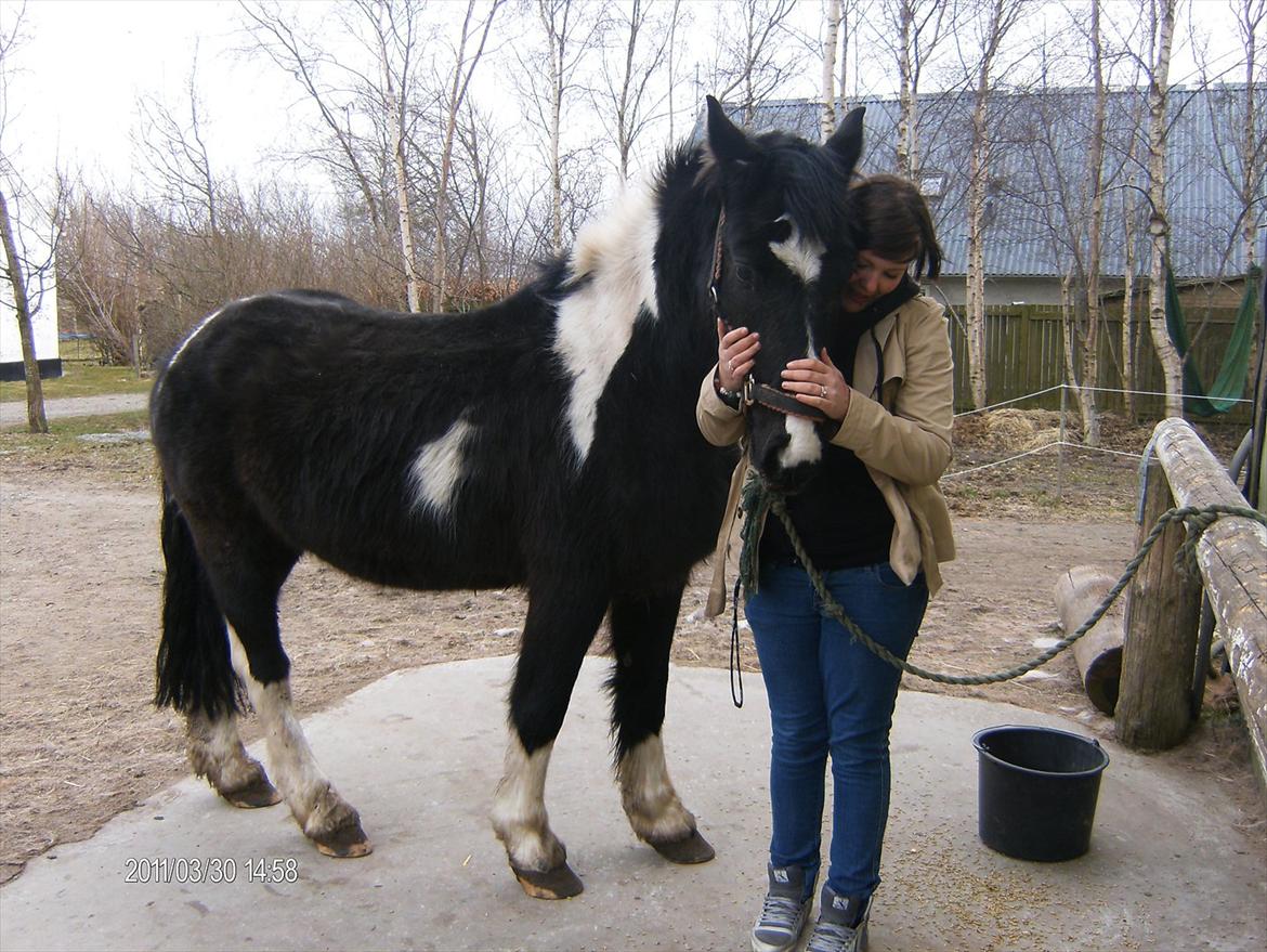 Irish Cob Crossbreed Staldgipsy's Fonzie.  billede 10