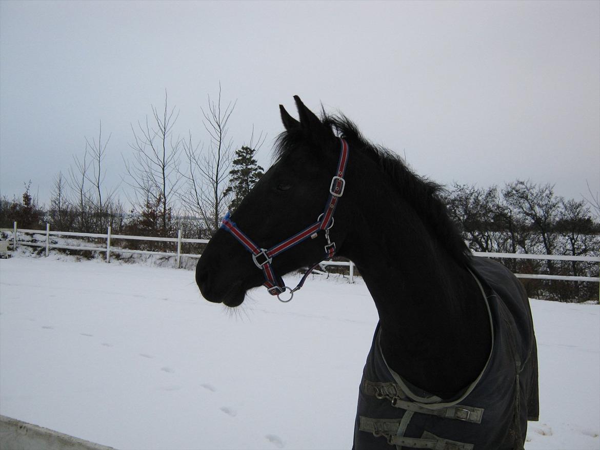 Anden særlig race Mølbjerggaards Zorro billede 2