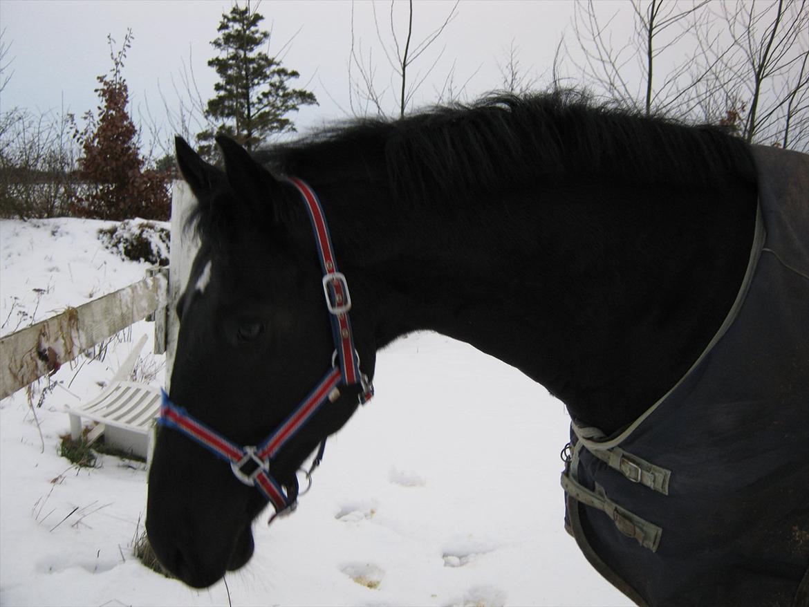 Anden særlig race Mølbjerggaards Zorro billede 3