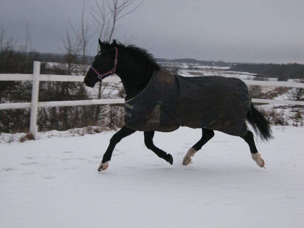 Anden særlig race Mølbjerggaards Zorro billede 4
