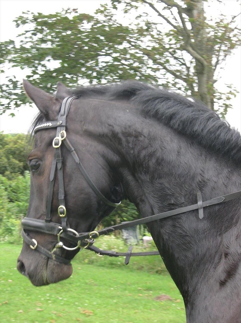 Anden særlig race Mølbjerggaards Zorro billede 5