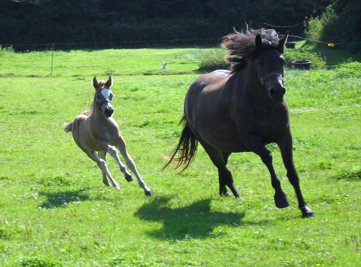 New Forest Horsemosens Erfa - Erfa og hendes mor May dream.
Erfa er 1 måned gammel billede 1